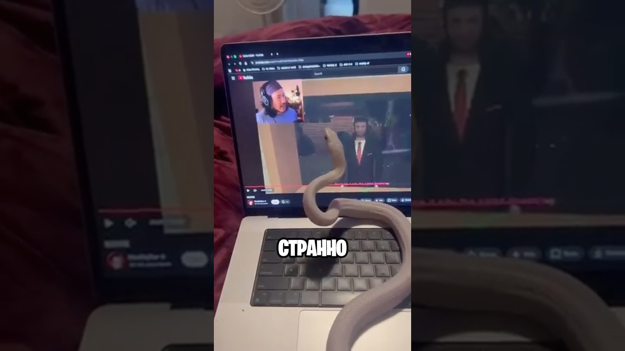 Странная Реакция Змеи На Блогера