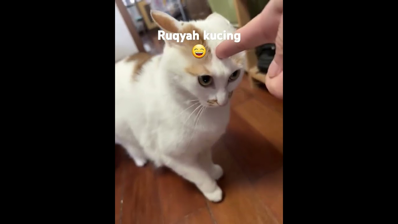 Ruqyah kucing emang ada gaes ? 😁😁😁  