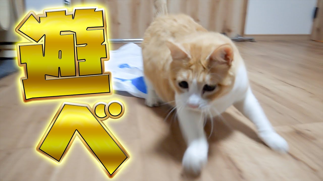ロビン(10)だって遊びたい！