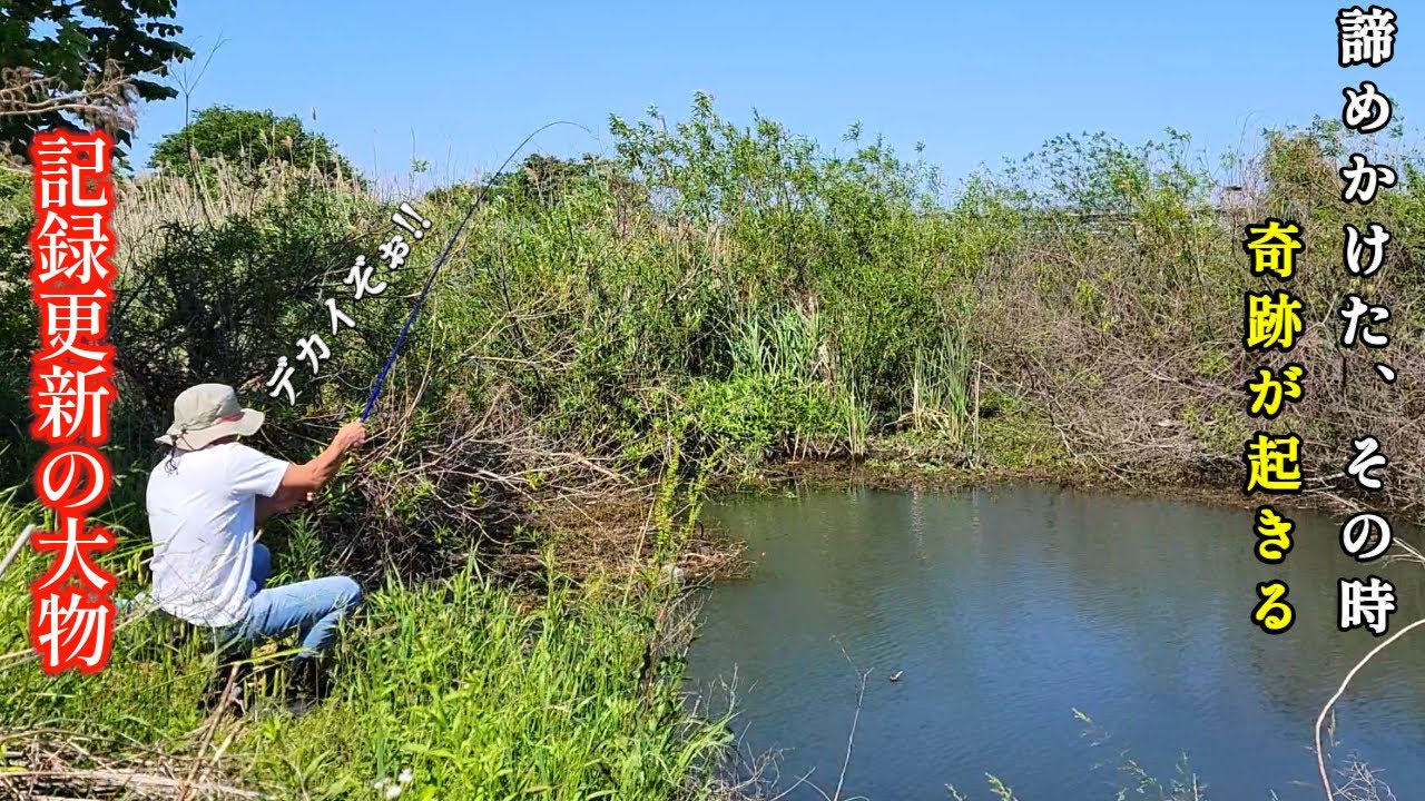 野池のような水路で釣りをしていたら、ラスト一投で奇跡が起きました【記録更新の大物】