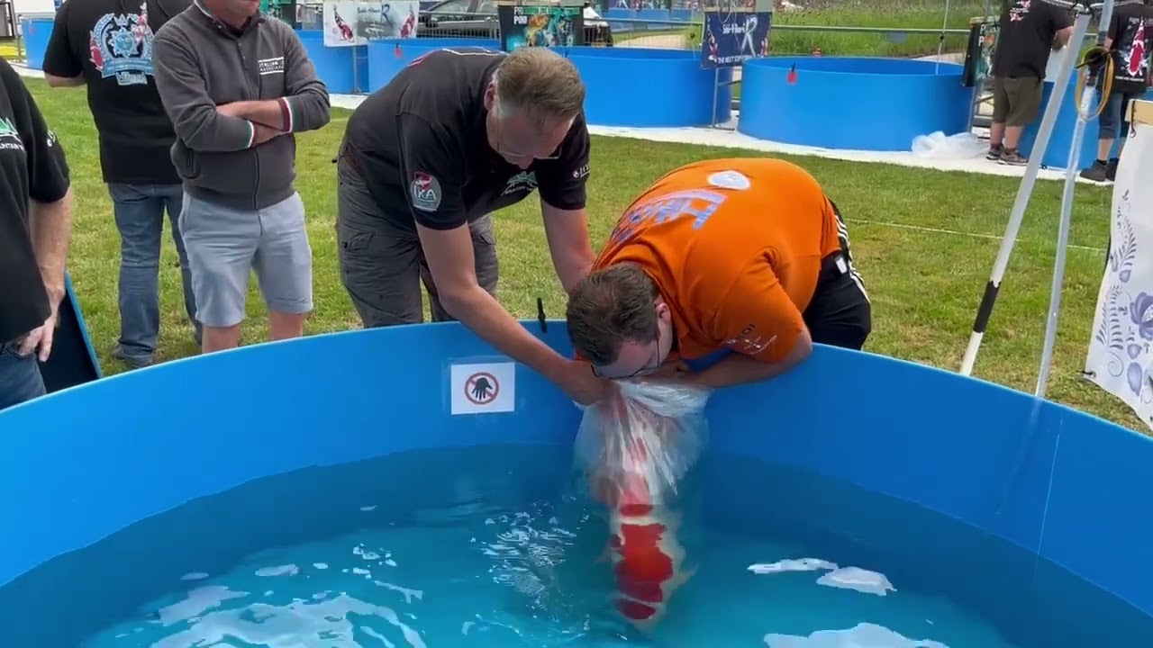 Benchen van koi op een show: hoe gaat dat en hoe werkt het?