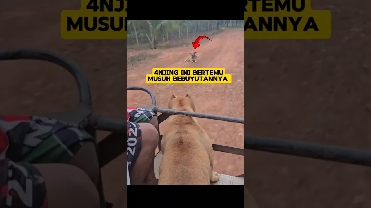 Bertemu musuh bebuyutan di jalan ‼️