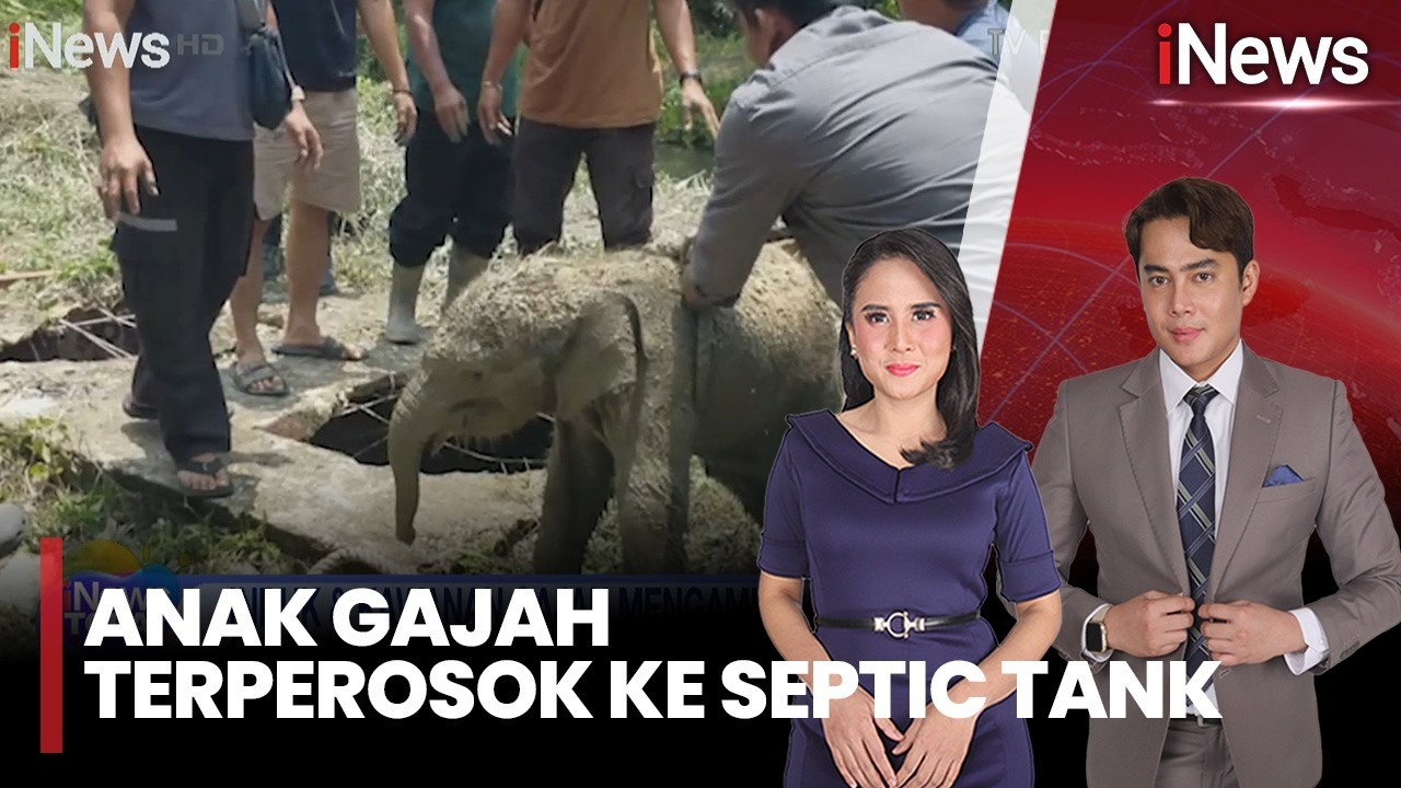 Terungkap Penyebab Gajah Liar Ngamuk di Siak, Anak Gajah Terperosok ke Septic Tank |iNews Today 23/2