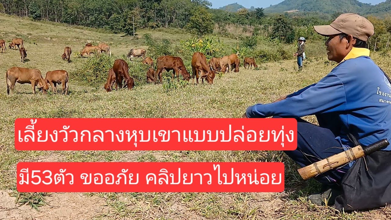 เลี้ยงวัวไล่ทุ่งกลางหุบเขา ยุคนี้หาดูได้ยาก 11/12/68