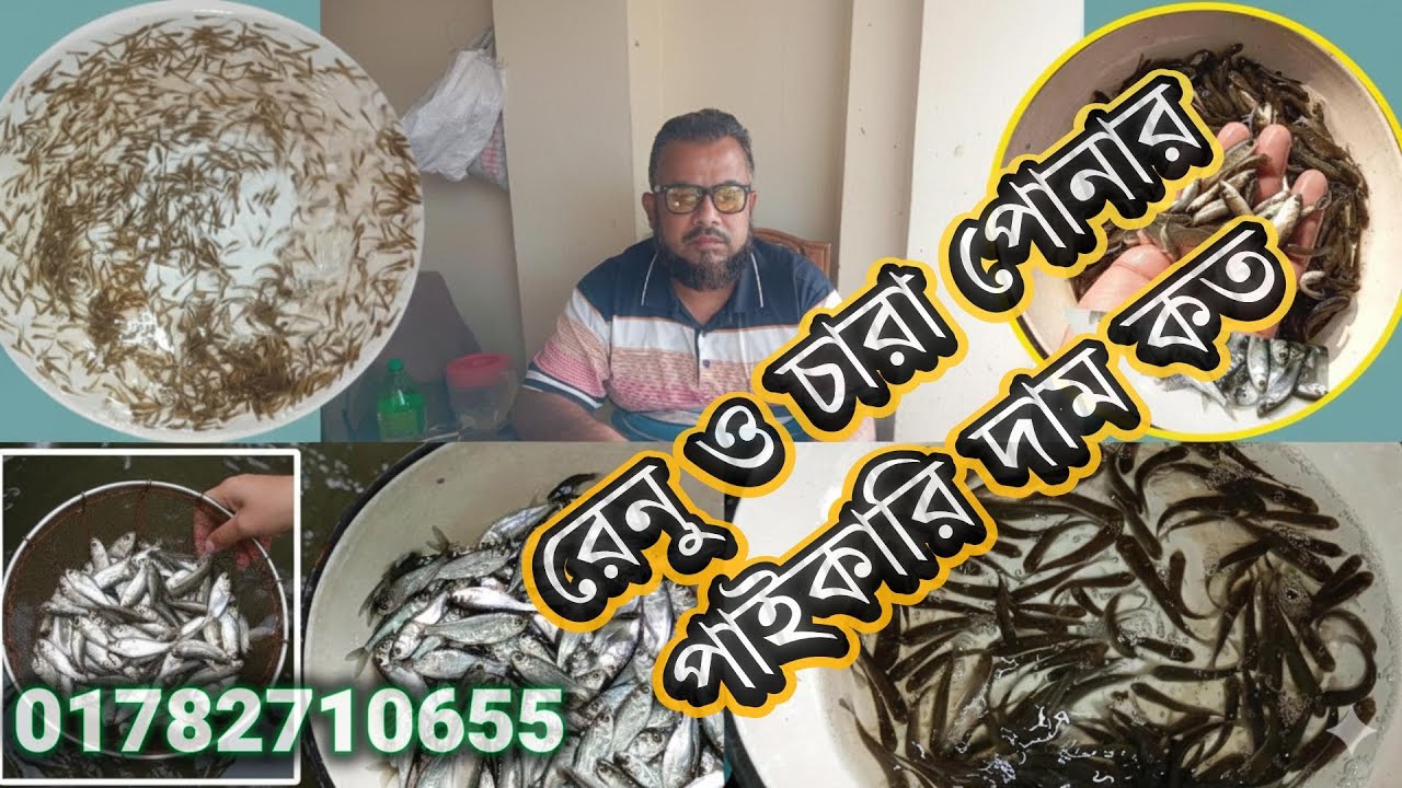 রেনু ও চারা পোনার পাইকারি দাম কত যেনে নিন আজকের পর্বে  চাঁচড়া ফিস সেন্টার