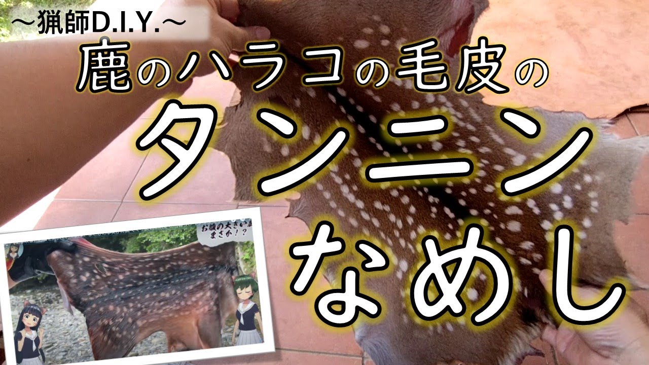【鹿の毛皮タンニンなめし】鹿ハラコの毛皮を頂いたので、DIYで鞣してみた。