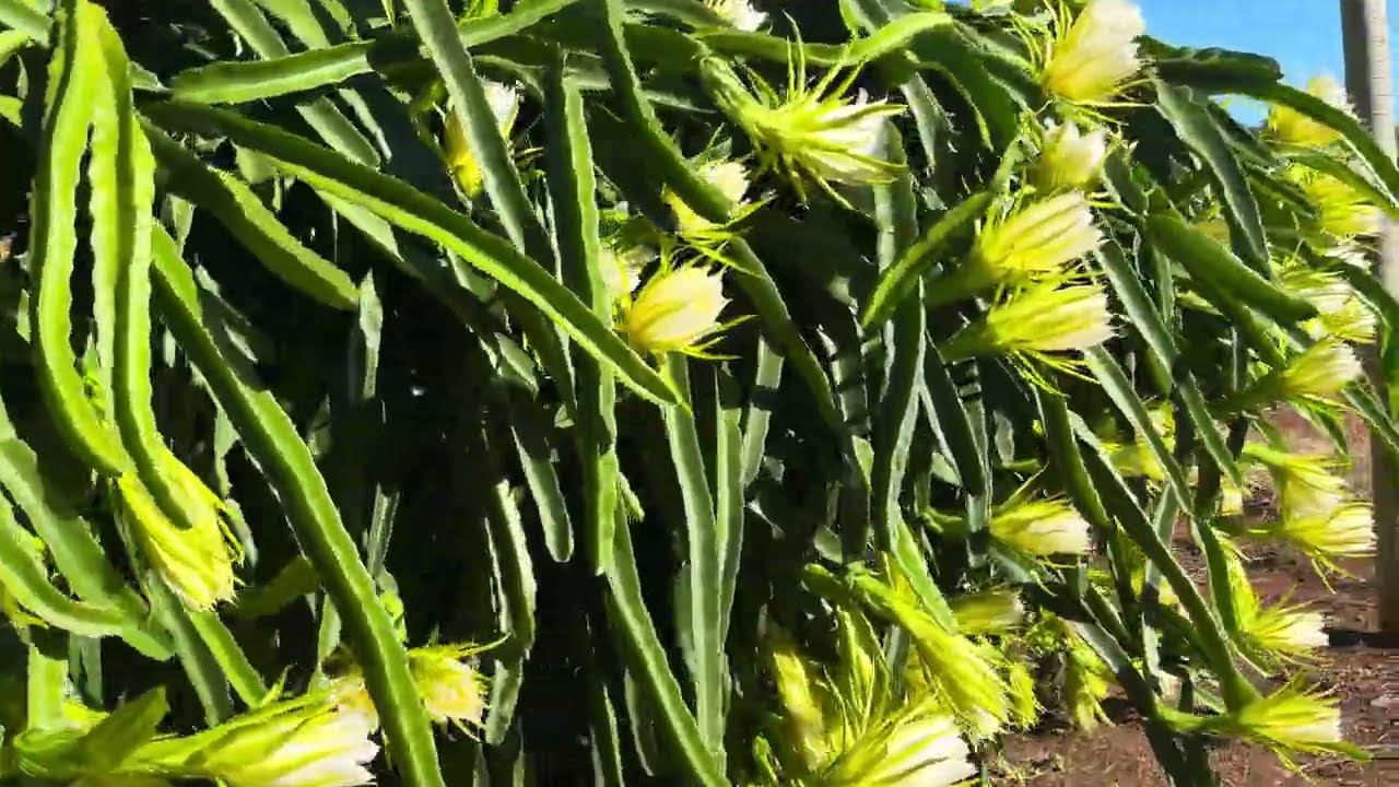 É tempo de florada!