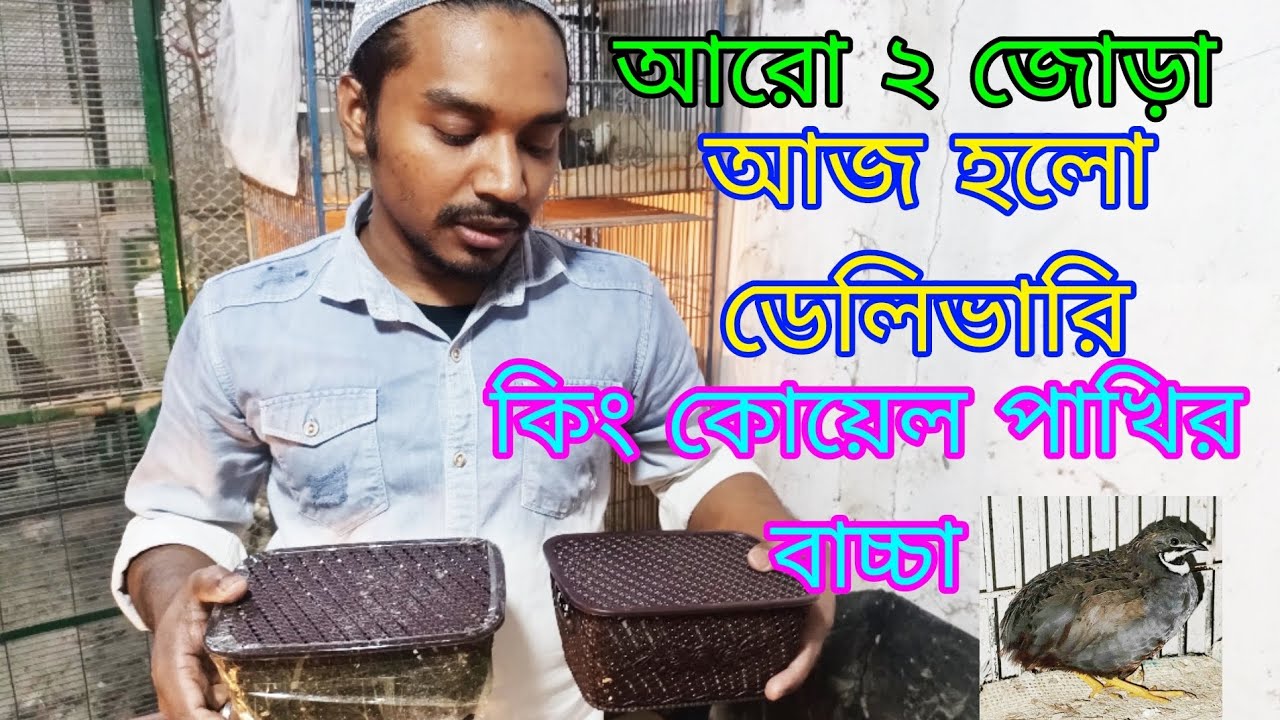আরো ২ জোড়া কিং কোয়েল পাখির বাচ্চা সেল হলো  আজ কে #কোয়েল_পাখি #কোয়েল_পাখি_পালন #king #koelpakhi