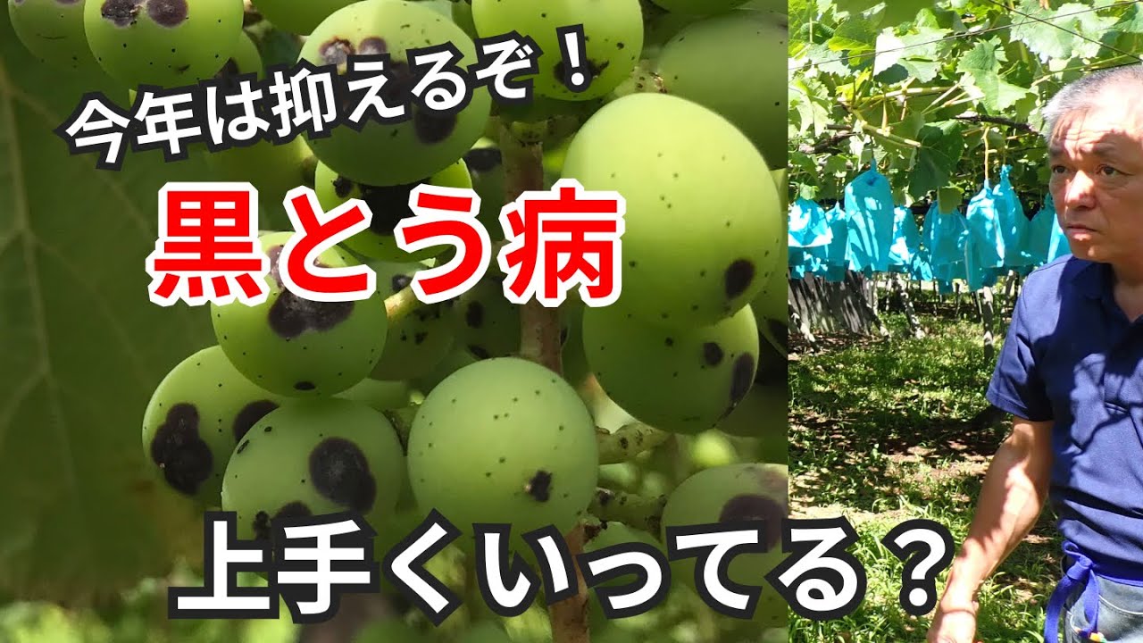 ぶどうの黒とう病はどうでしょうか？防除のポイントも解説しています。