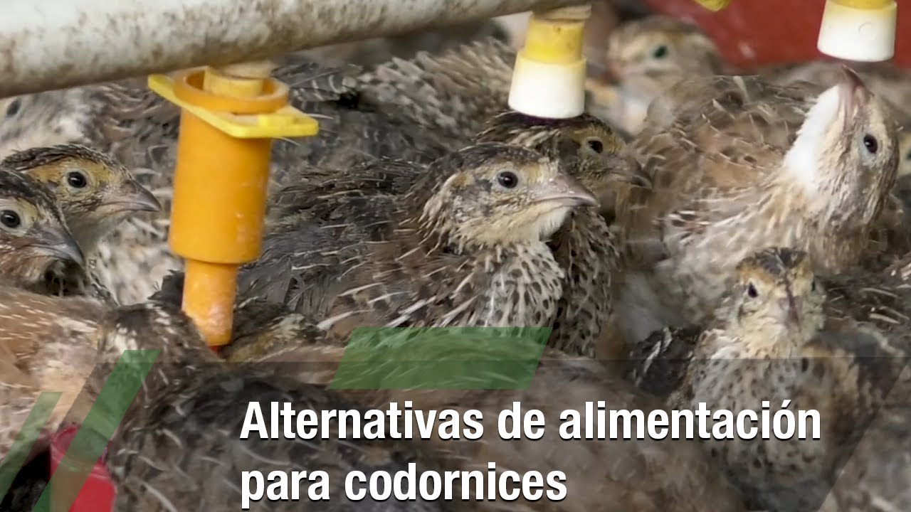 Alternativas de alimentación para codornices - TvAgro por Juan Gonzalo Angel Restrepo