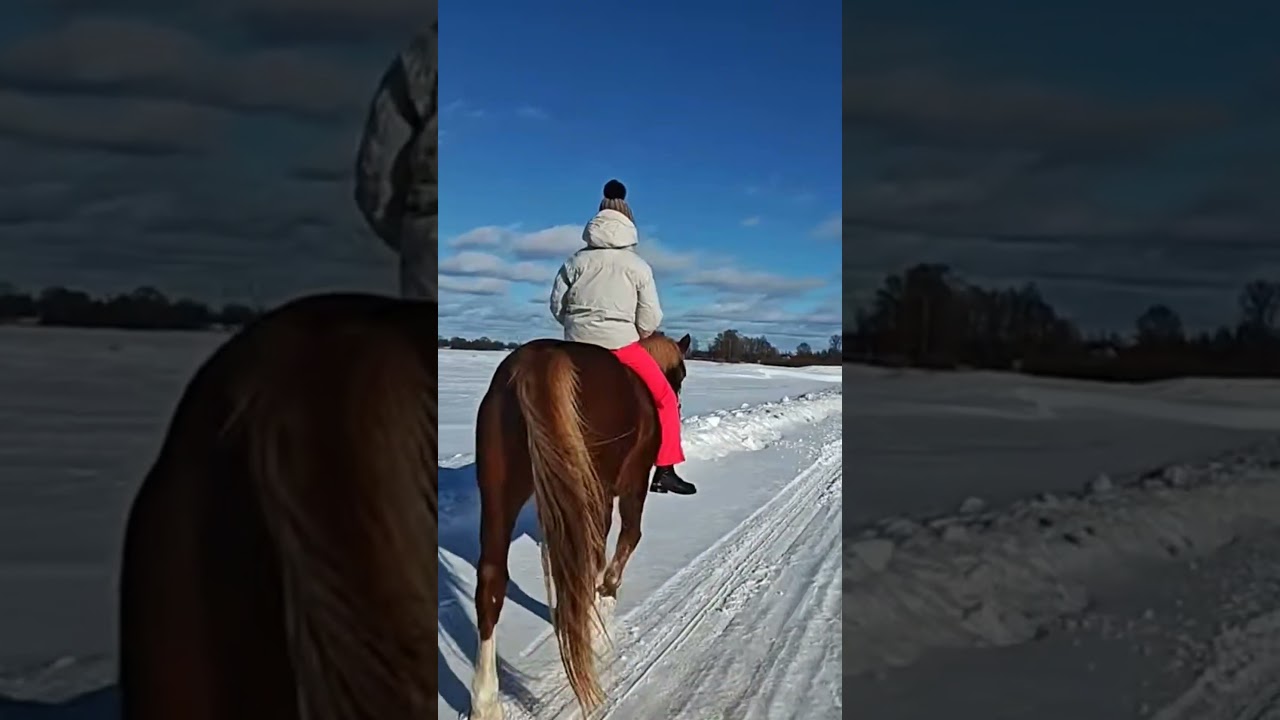 Прогулка с лошадьми