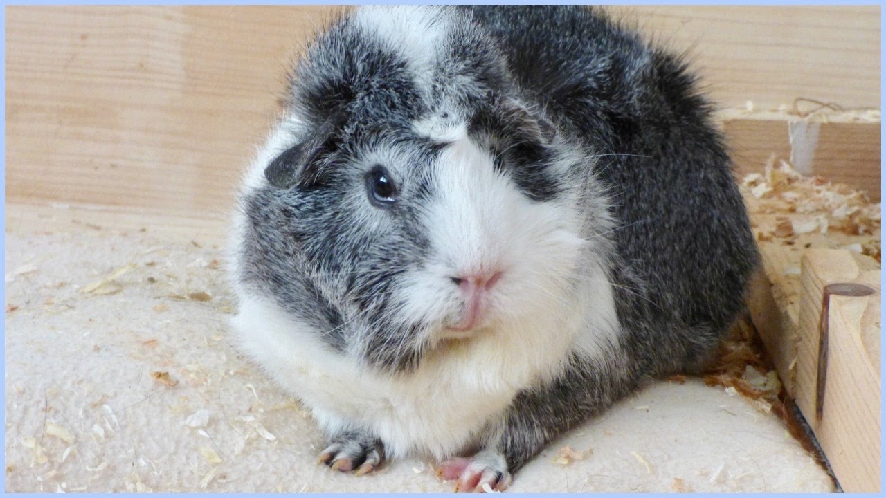 Signs Your Guinea Pig Is Happy