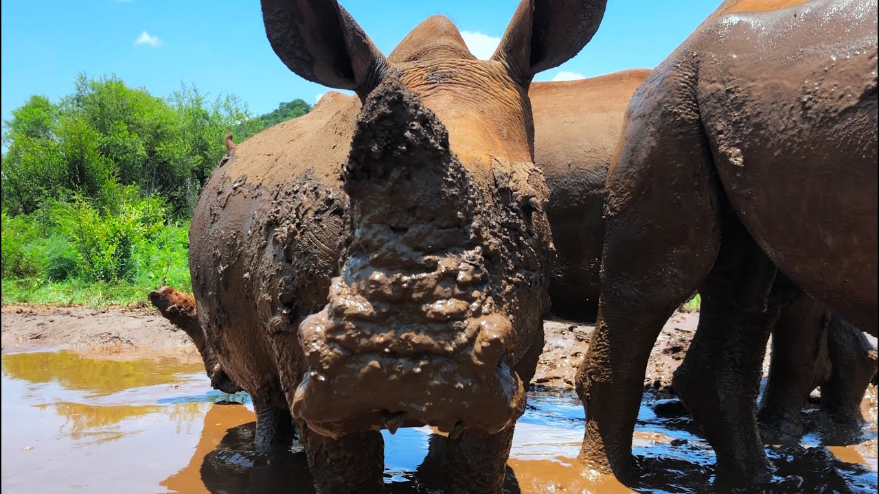 3 Amazing Facts About Rhino Skin