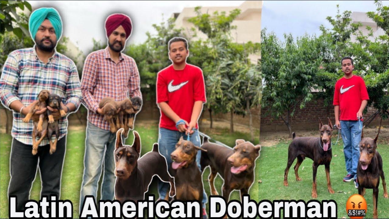 Doberman,Latin ,American,European Which is best ? // Beautiful Doberman 😎 // Aggressive ? Or Calm ?