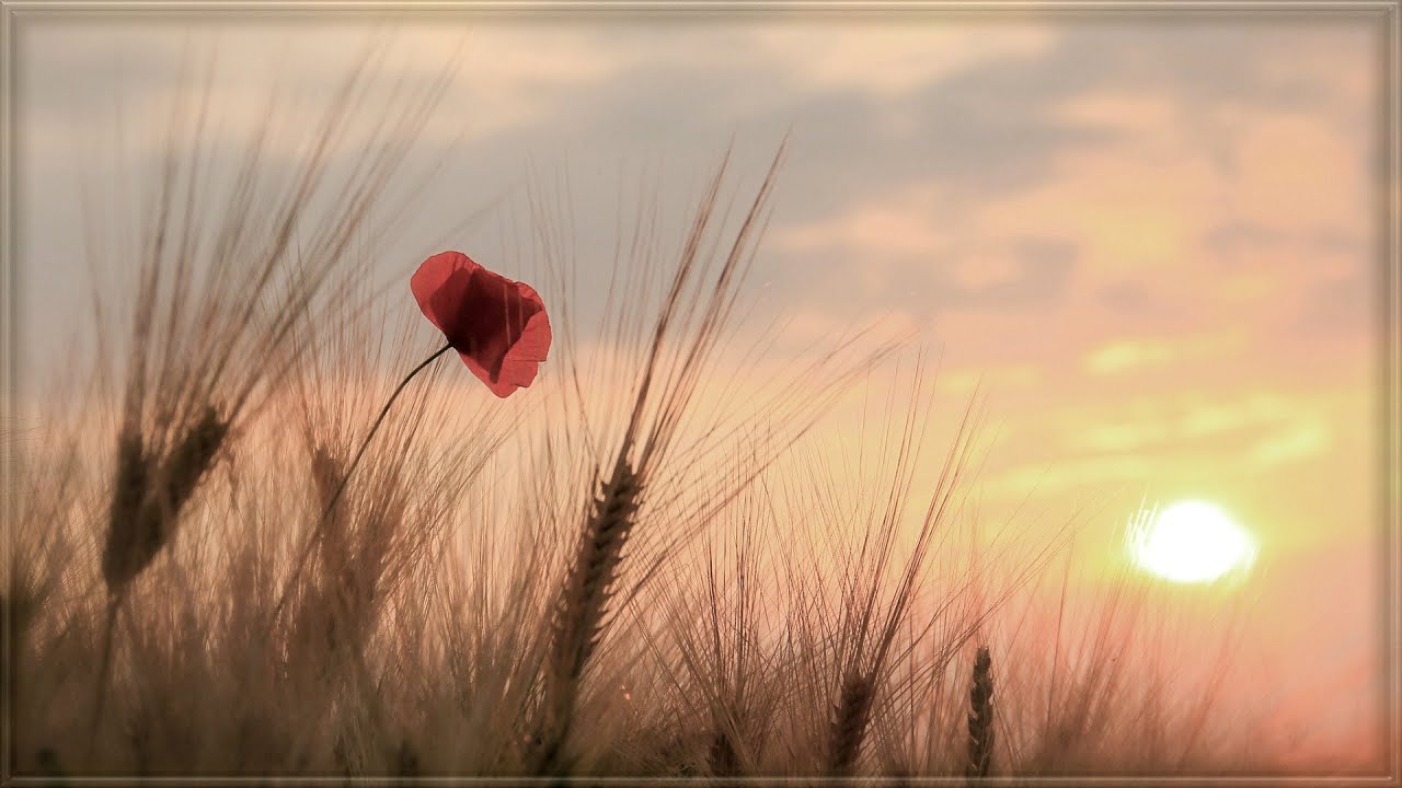 Spr&uuml;che u. Zitate ♡ zum Kraft tanken und Mut machen ♡ Teil 1 *❀*