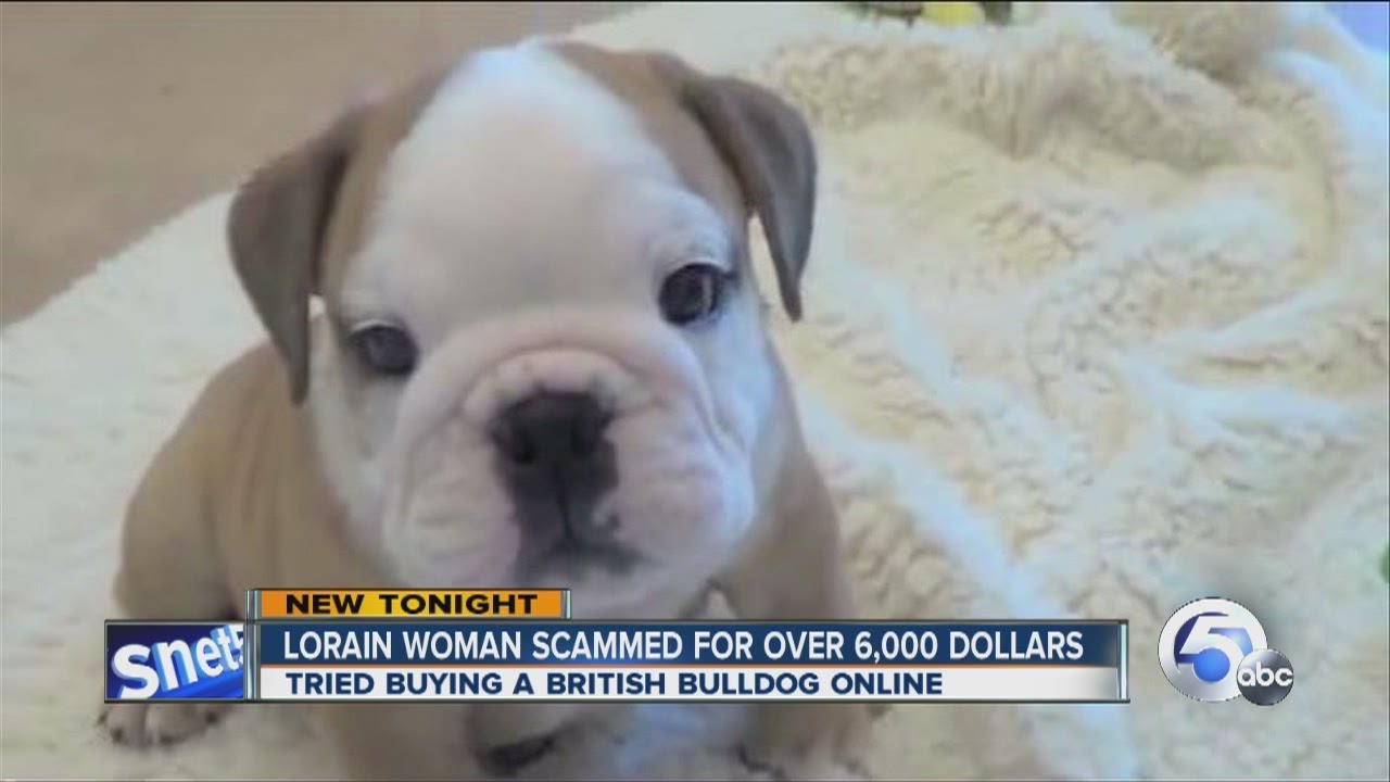 Lorain woman scammed for 6500 dollars trying to buy bulldog online