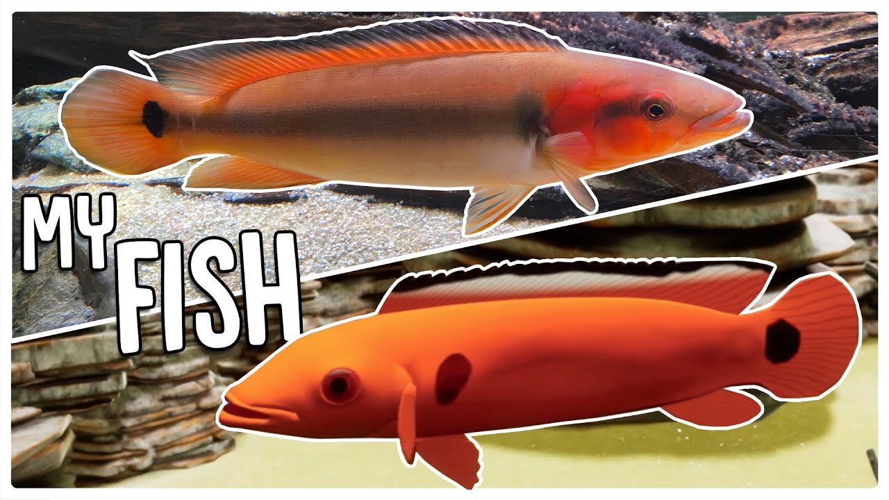 The Developers Let me Add My Monster Pike into Fish Game