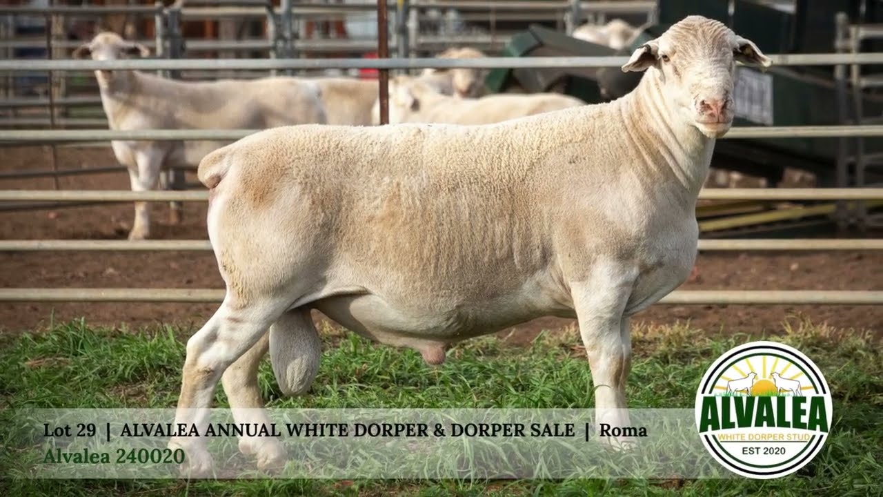 Lot 29 - Alvalea 240020 - Alvalea White Dorper & Dorper Sale - 13th March 2026 - Roma Qld