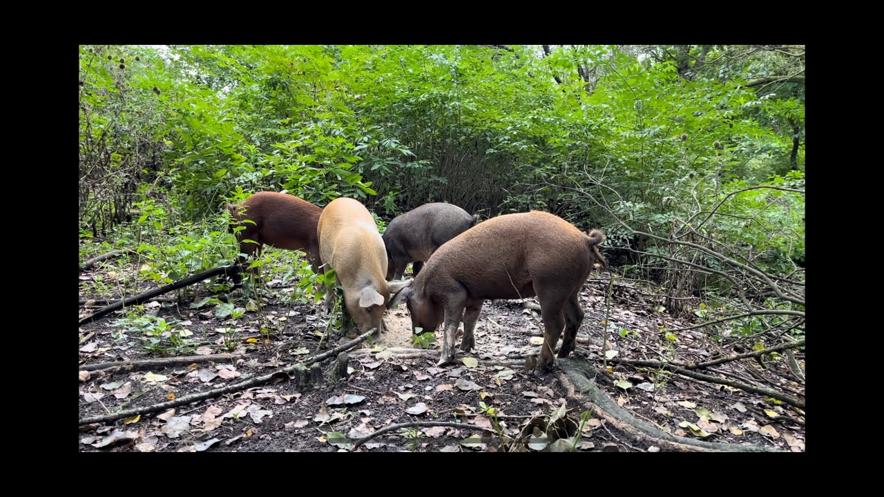 Mangalica Duroc Sertéstartás "szabadon"