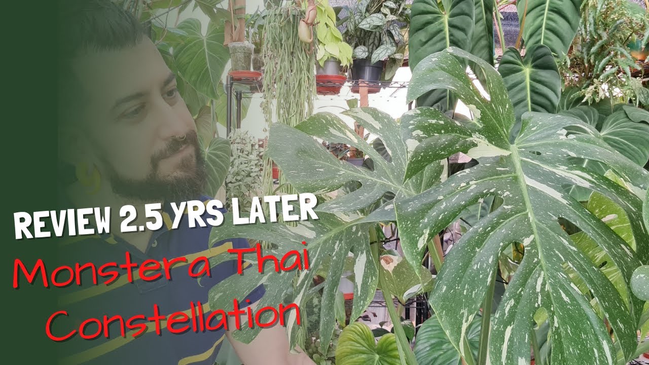 Monstera Thai Constellation Review | 2.5 Years Later | Is the Thai Constellation worth it?