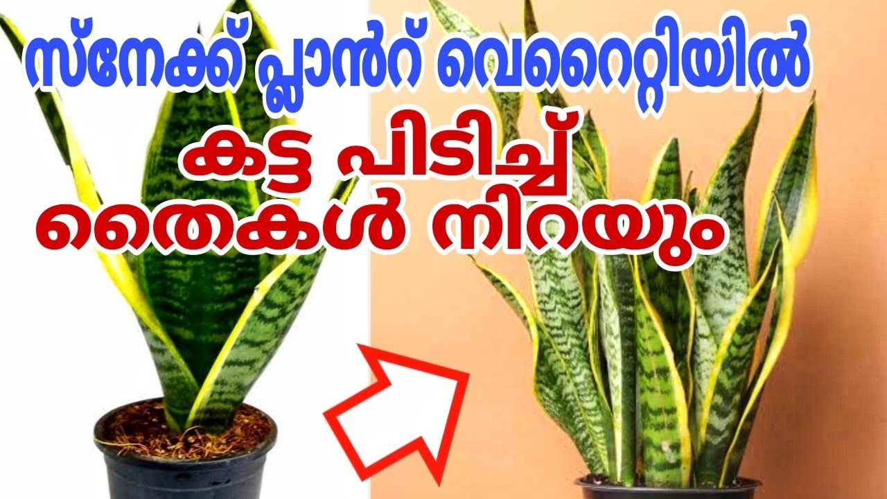 ഒരു പിടി തെർമോകോൾ മതി ആഴ്ചകൾ കൊണ്ട് തൈകൾ നിറയാൻ | Snake plant care
