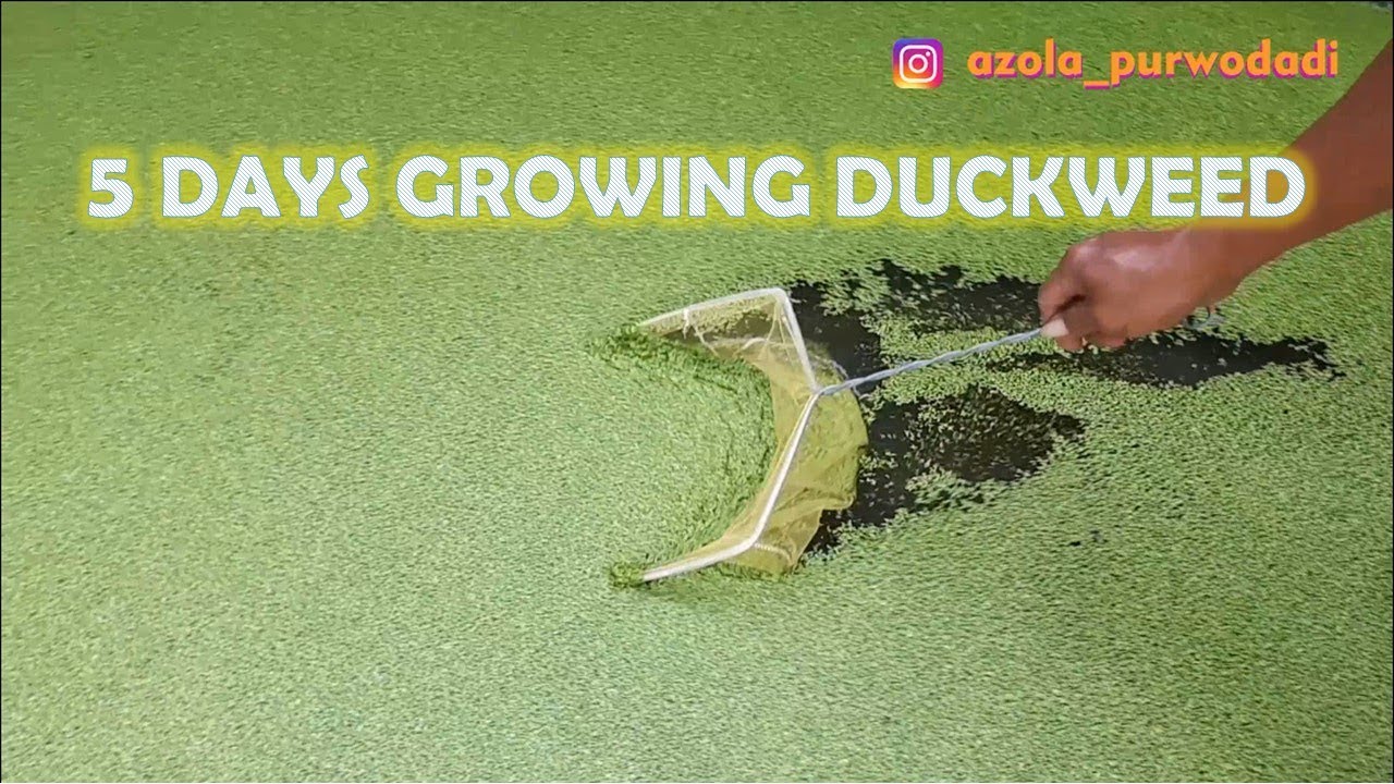 The Growth of Duckweed Day by Day | Growing Duckweed in 5 Days