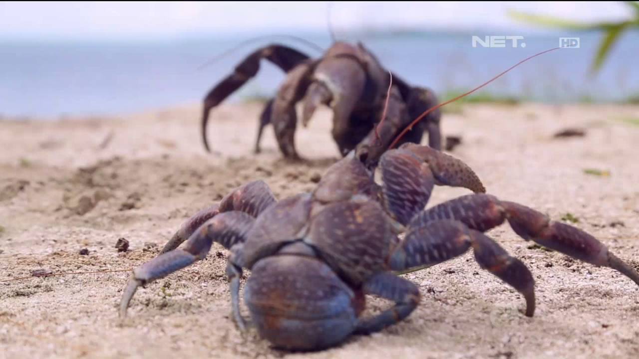 Indonesia Bagus - Kisah Kebanggaan Pulau Bair dari Maluku Tenggara