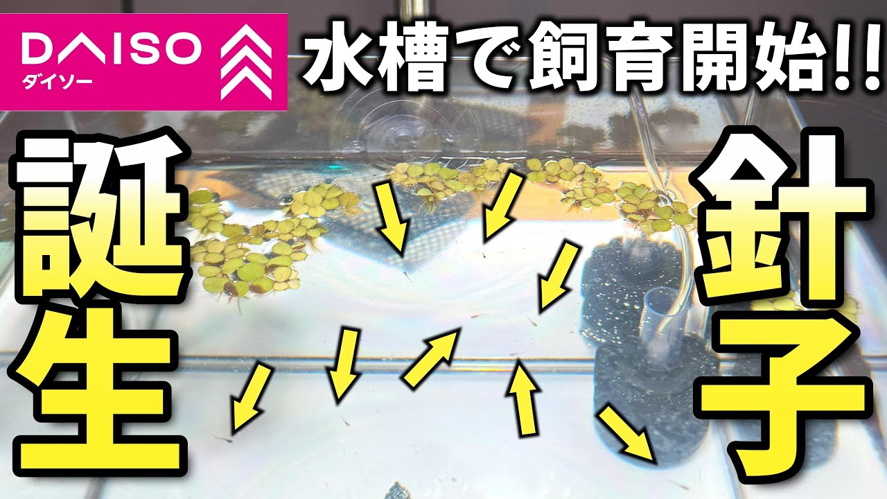 針子が無事に孵化！ダイソー水槽で始める稚魚の育て方【卵から育てるメダカ