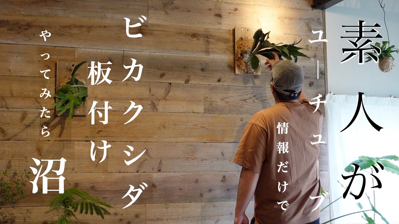 初心者素人がYouTubeの情報でコウモリラン・ビカクシダ板付けやったら。