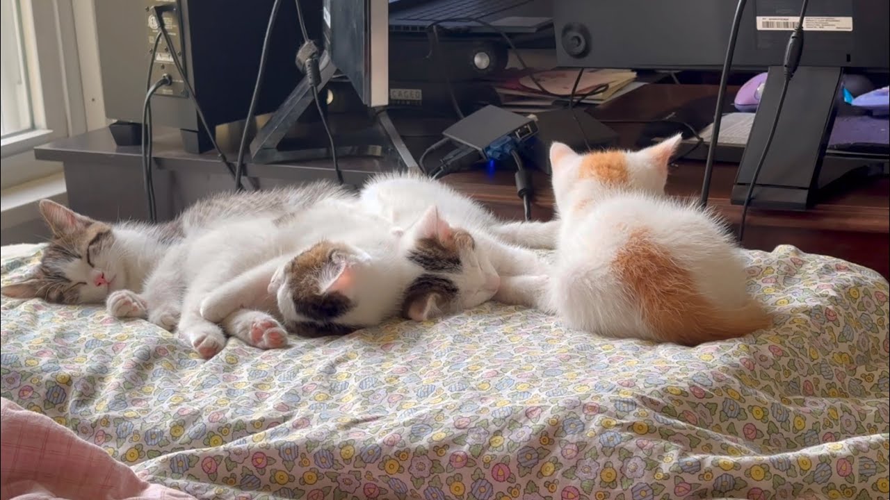 Nadja: Day 58. Daytime sillies, discovery of the heated cat bed & space heater, and naps 