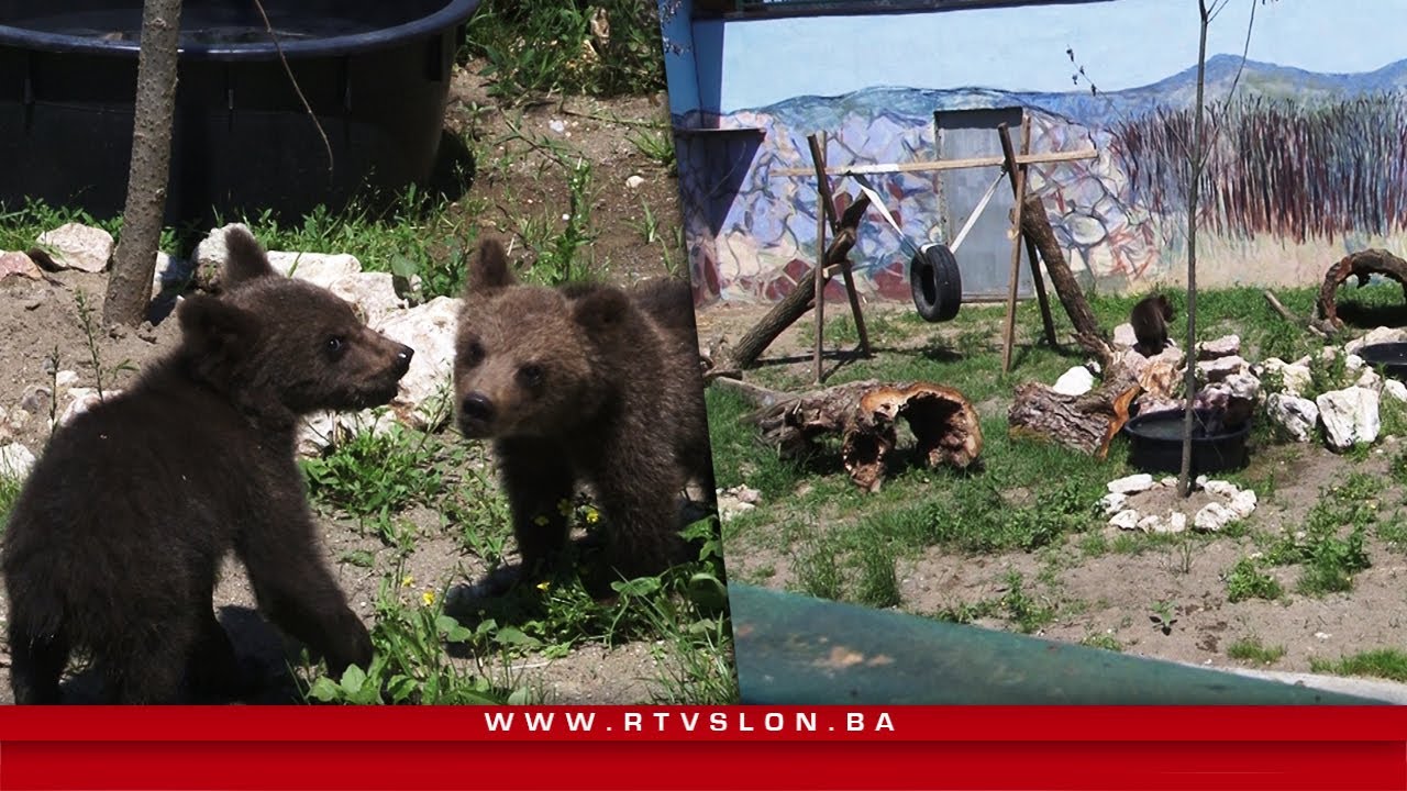 Medvjedići Sema i Pepo odu&scaron;evili posjetitelje ZOO vrta Bingo - 27.06.2020.
