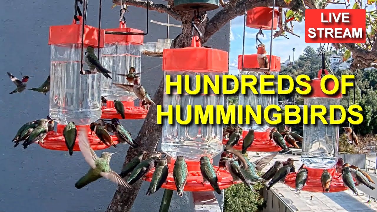 Live Hummingbird Feeder Cam, Bird Feeder, Simi Valley, California