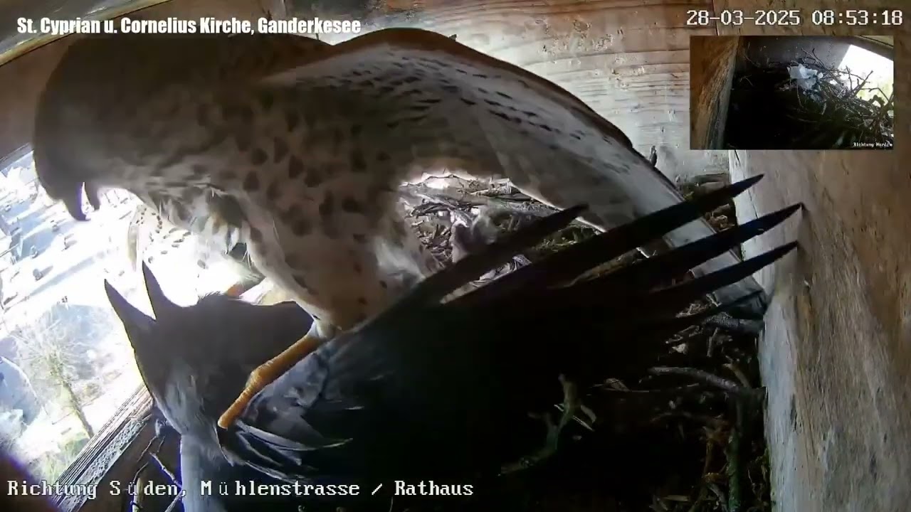 Turmfalke gegen Dohle am 28.03.2025