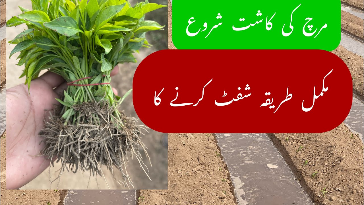 Hybrid chilie  nursery transplanting  2024 مرچ لگانے کا طریقہ