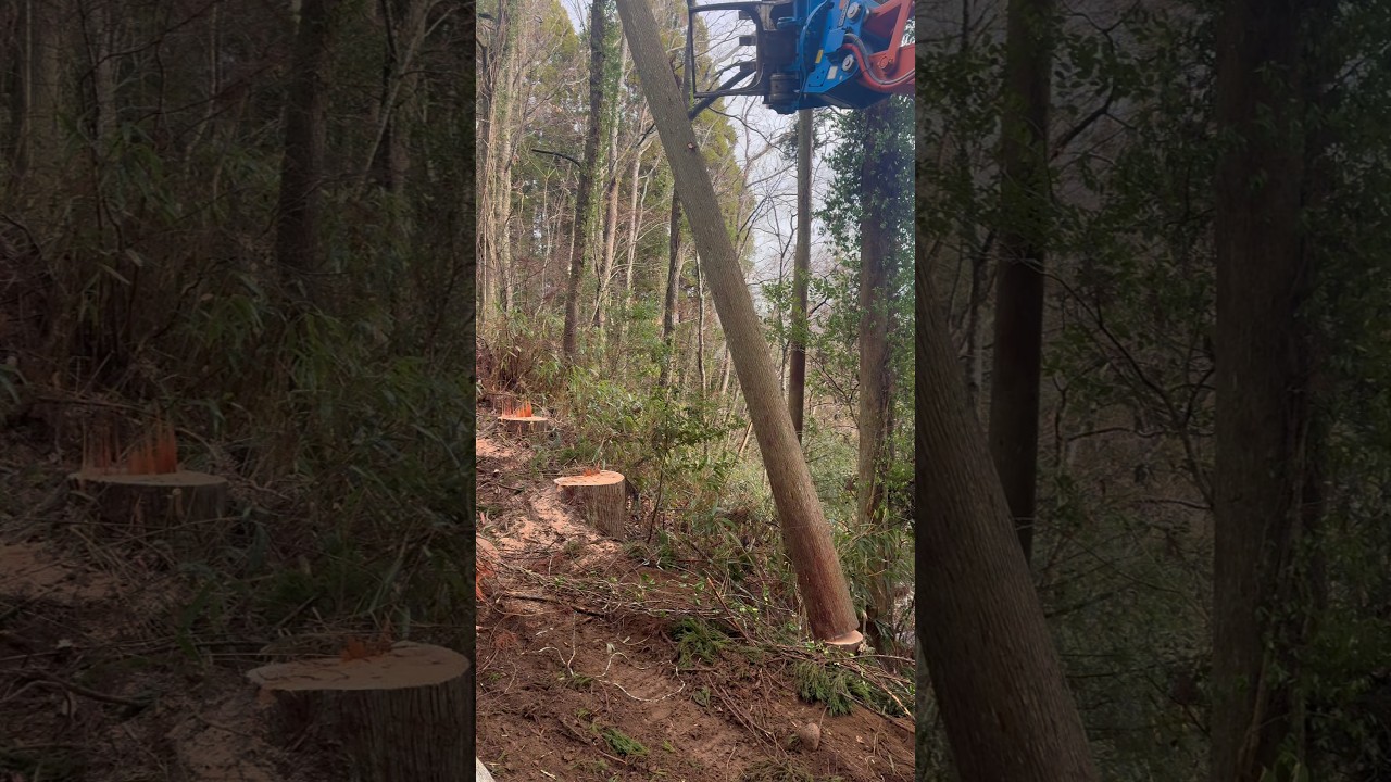 伐採❗️【パート2】