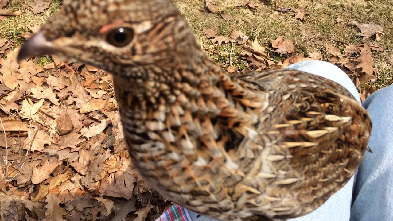 Another Grouse Attack!!!