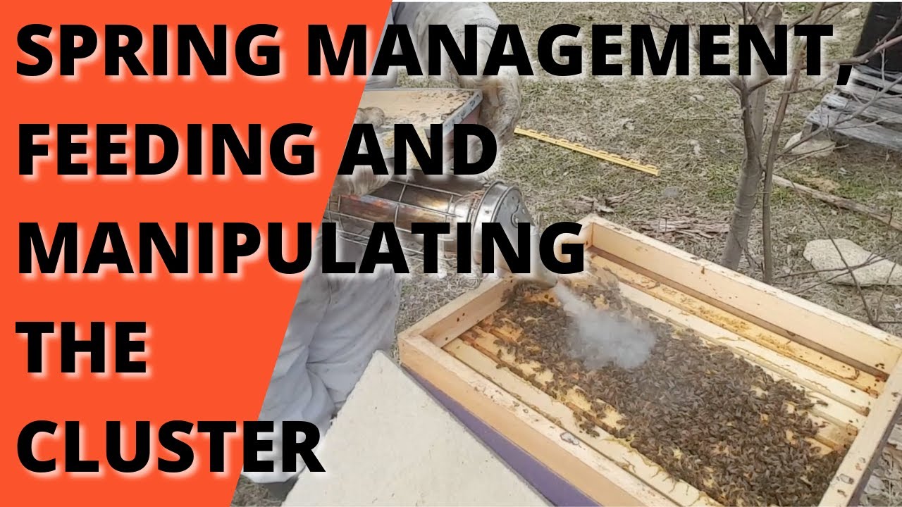 Spring management, feeding and manipulating the cluster