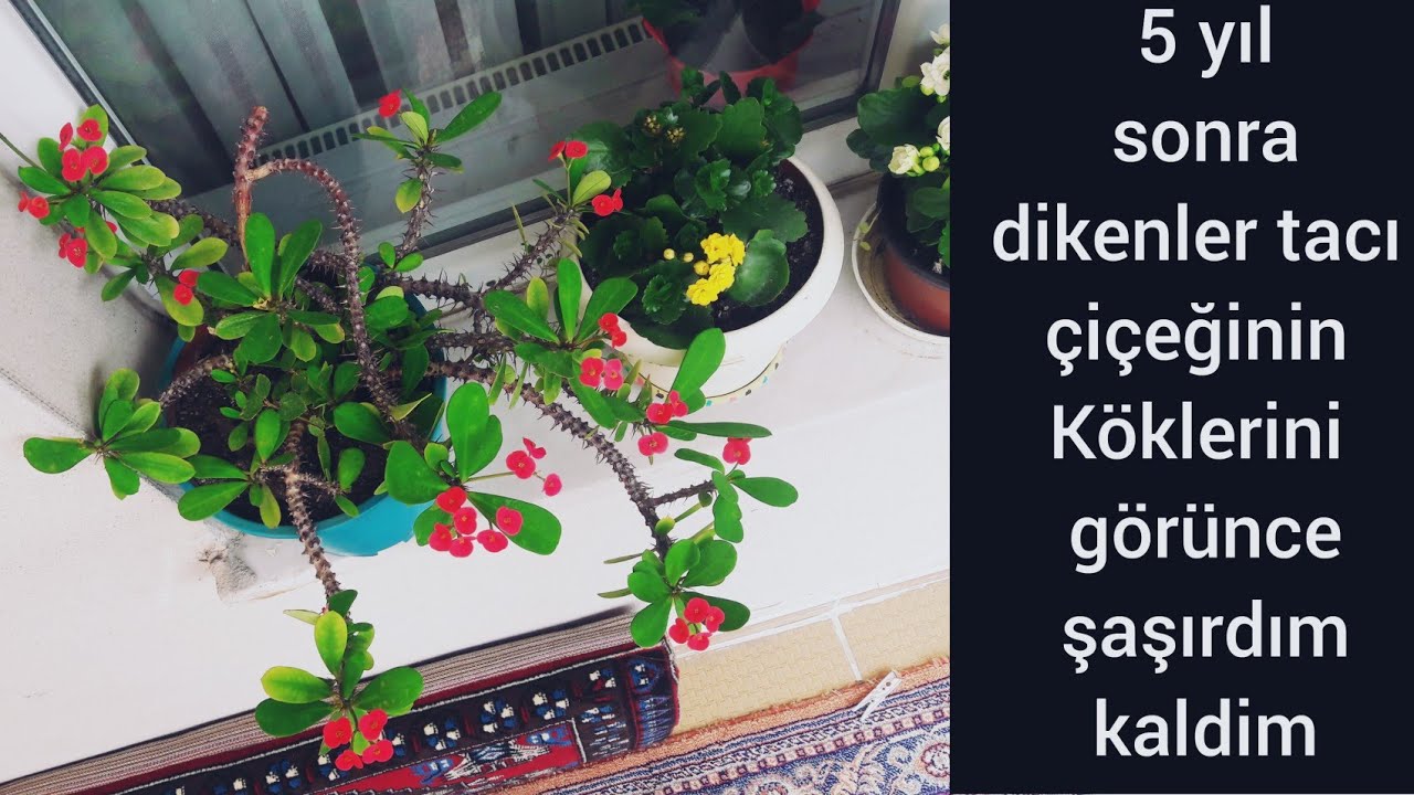 Dikenler taci çiçeği saksisina bir avuç koy coştukça coşsun- 5 yıl sonra dikenler taci saksi degisim