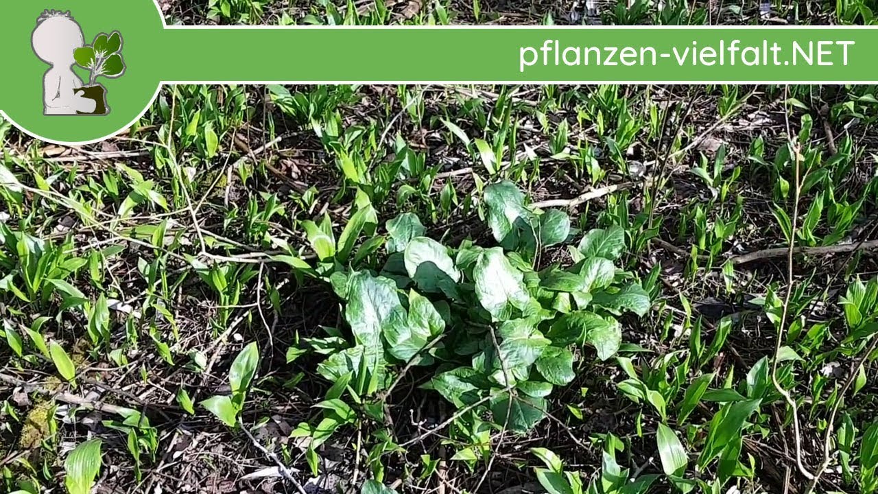 Gefleckter Aronstab - Bl&auml;tter/Blattwerk - 29.03.18 (Arum maculatum) - Pflanzen-Bestimmung