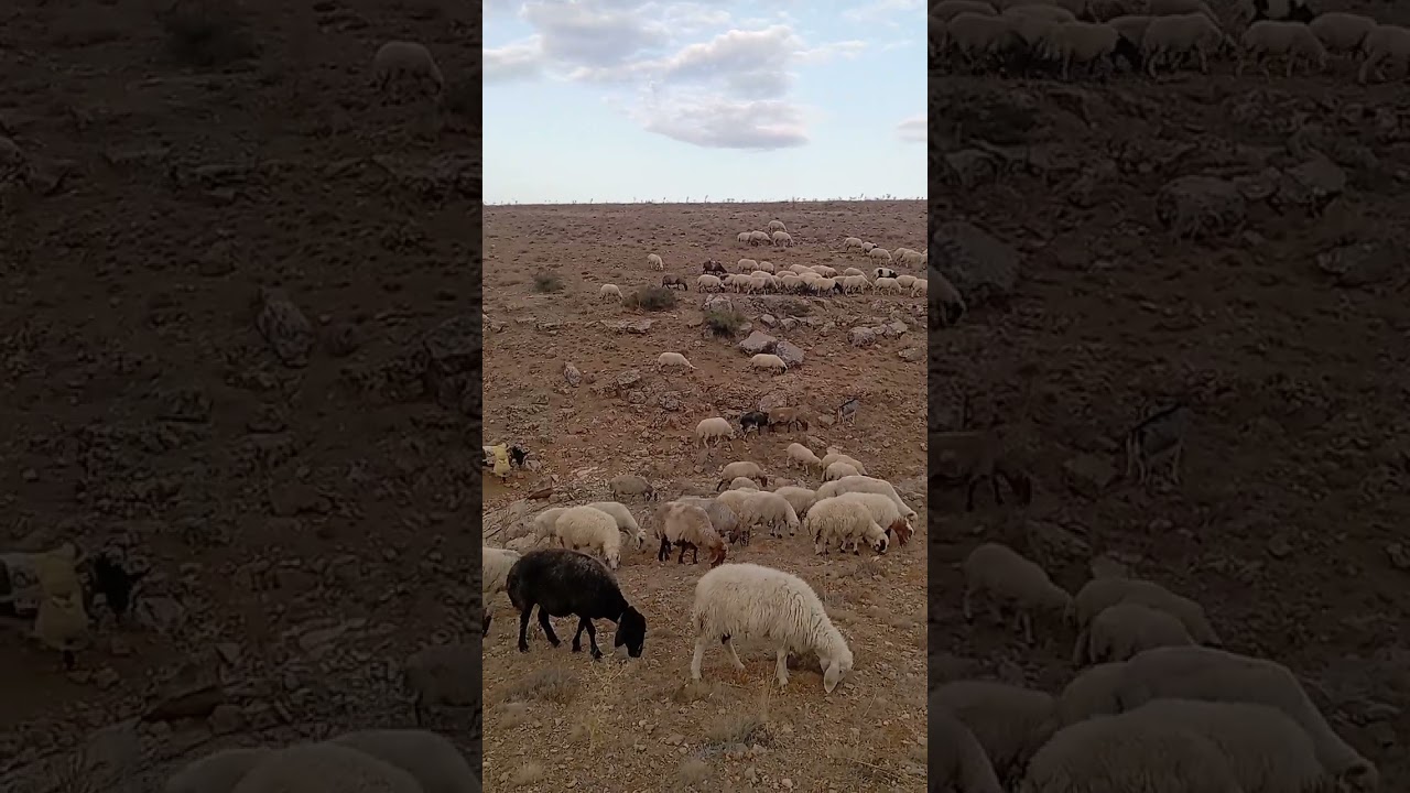 Özgür dağlarda akşam mesaisine başladık inşallah. 