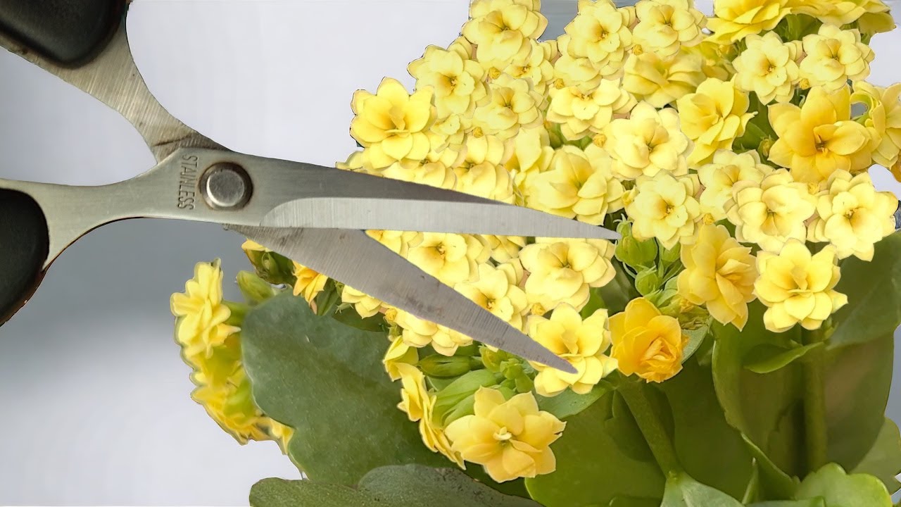 Haben Sie keine Angst davor! So erneuern Sie eine Kalanchoe für eine neue Blüte