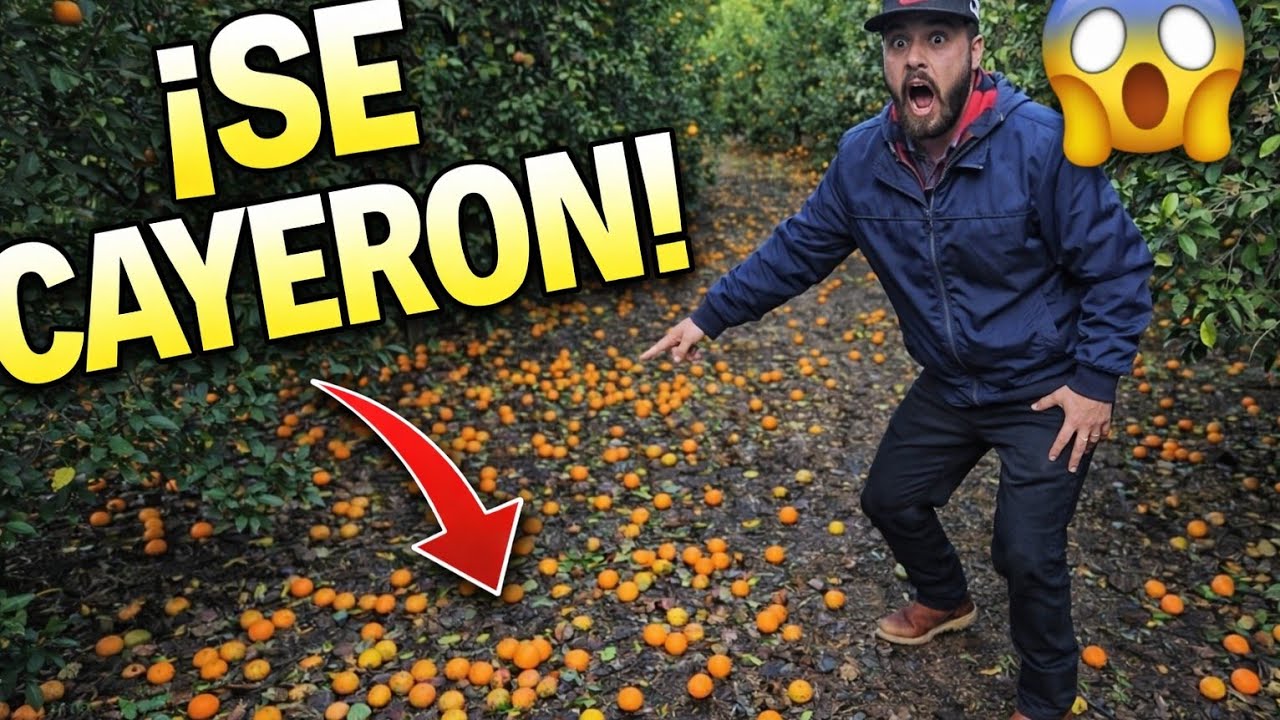 Pues Miren Nomas Cómo Se Estan Cayendo La La Fruta Por Tanta Agua 🍊 😱