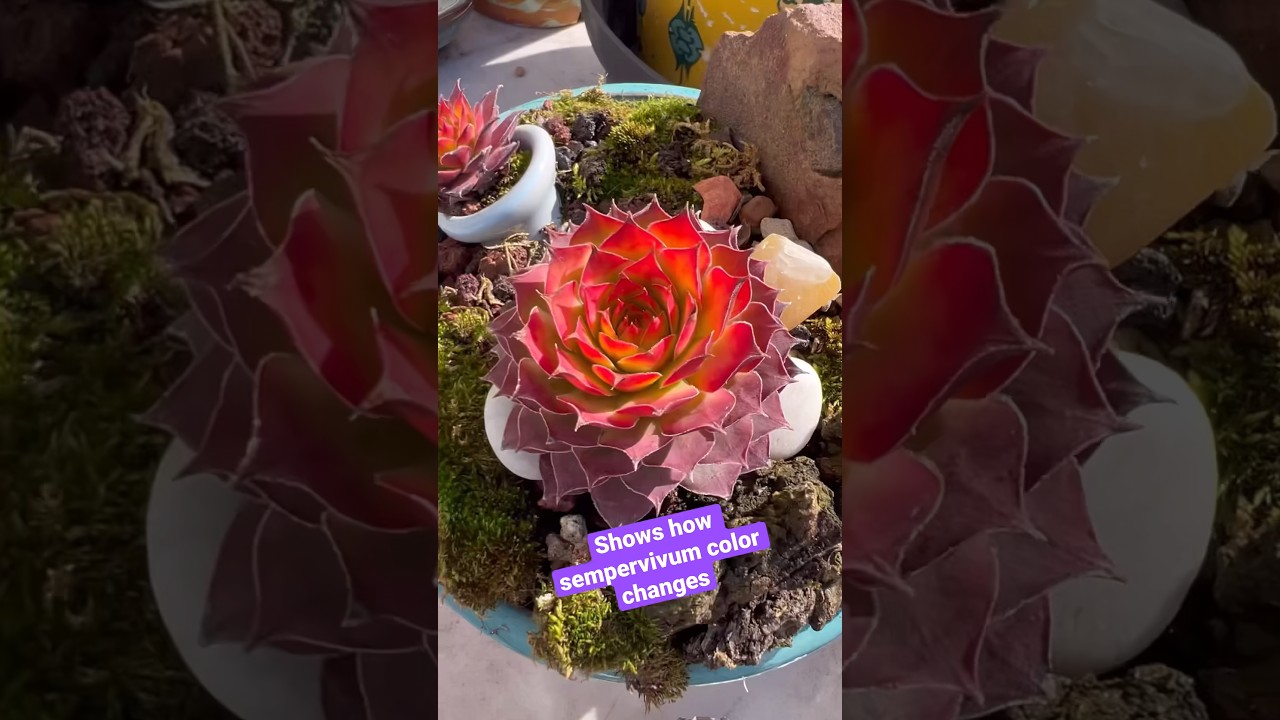 Shows how sempervivum color changes❤️🔥🔥#Sempervivum #sempervivumlover #sempervivumyoutuber