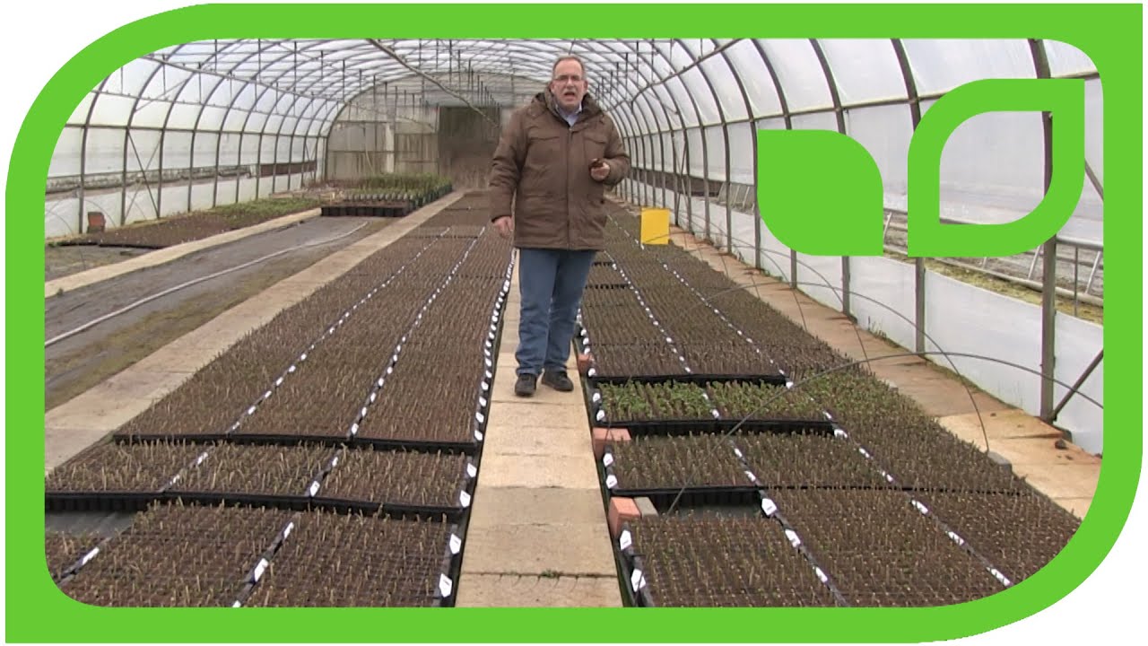 Propagating Hardwood Cuttings of the Currants