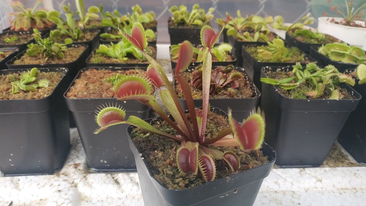My venus flytrap collection, December 2021