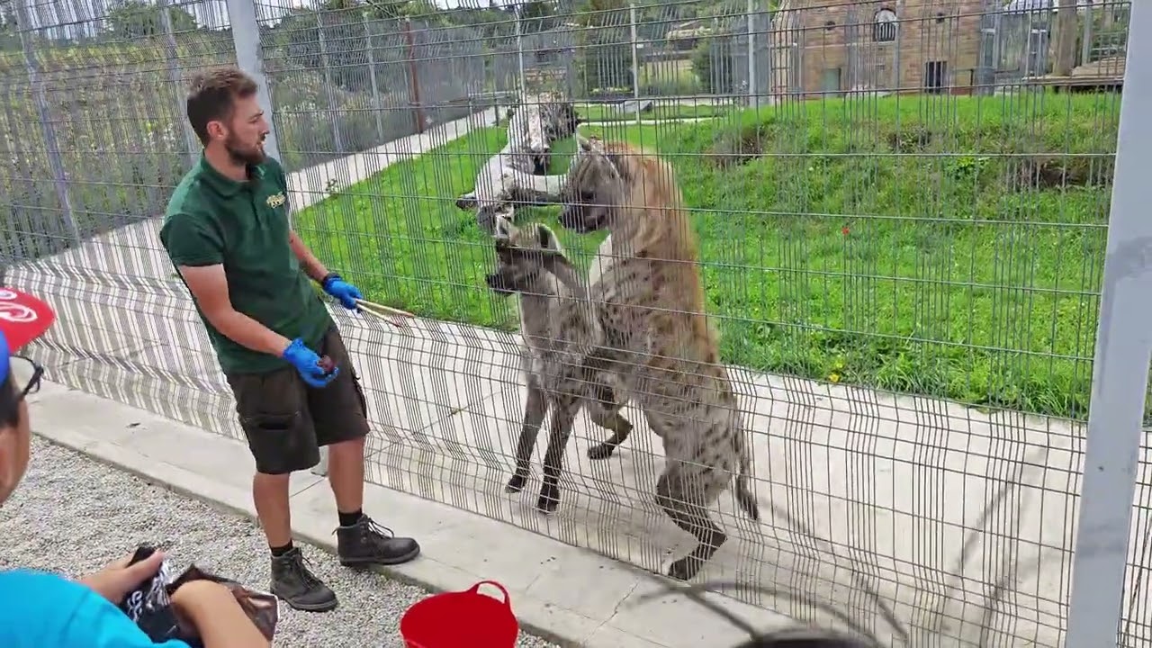 2025_07_28 Wolds Wildlife Park hyena