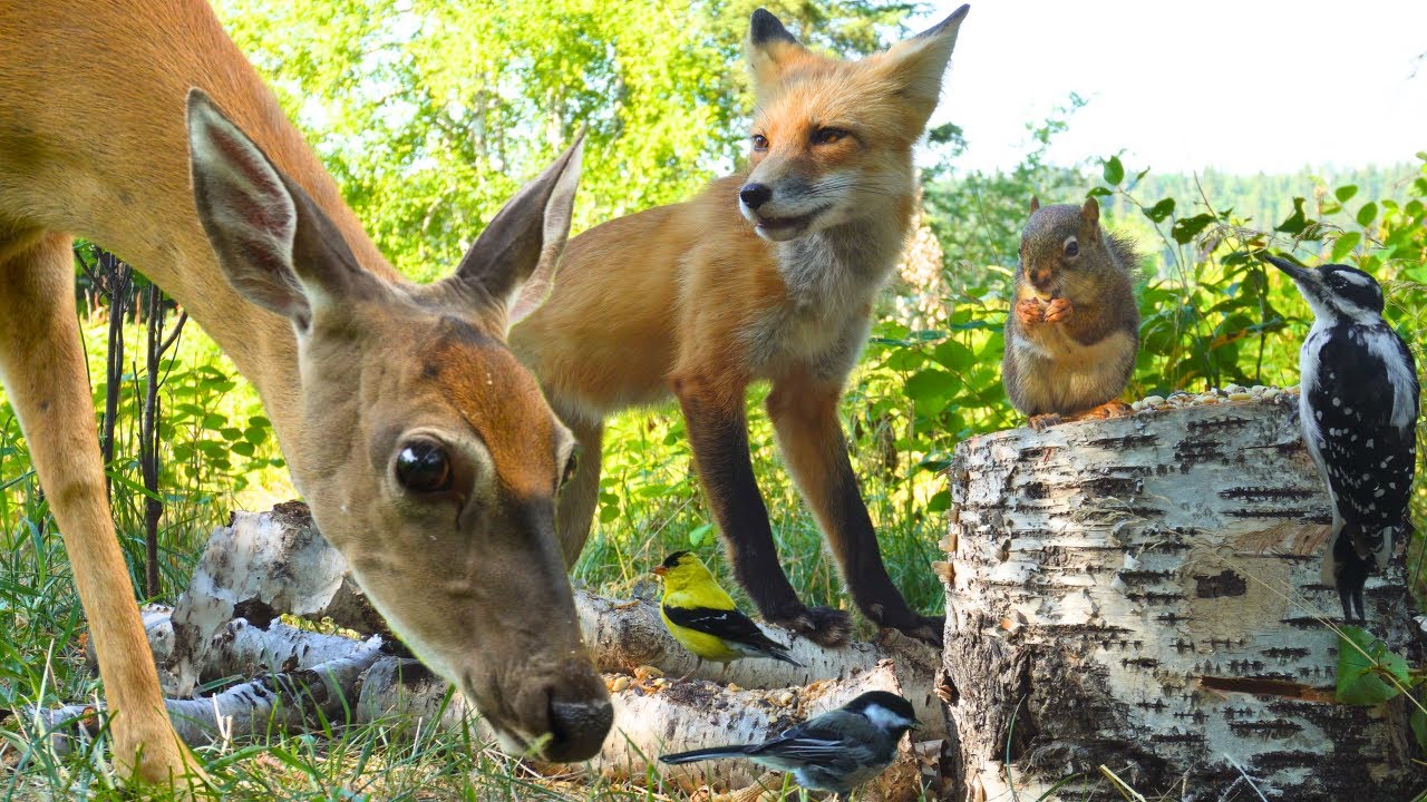 Dog TV • Cat TV - A Smiling Fox & Peaceful Deer in a Meadow 🦌🦊 Wildlife Video for Pets & People
