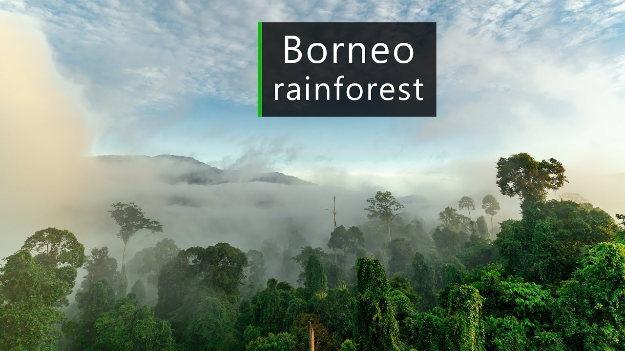 In the jungles of Borneo - Rainforest sounds