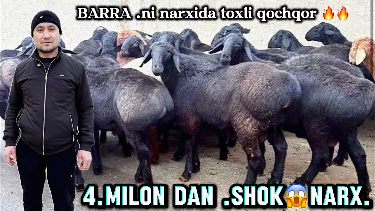 4. milon dan. 50-60 kiloli,KATTA QOCHQORLAR KELDI 300 ming DAN ARZON.