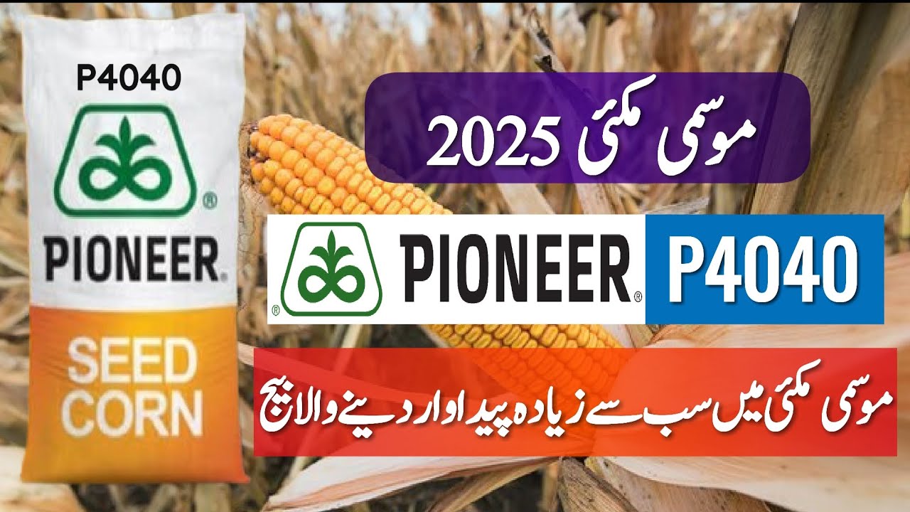 Salient Features of Pioneer P4040 Hybrid Corn Seed || High Yield Autumn Maize Seed || Crop Informer